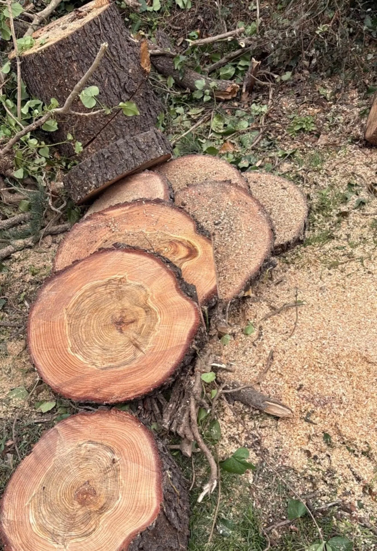 Poda de árboles en altura con cuerdas en Tandil - ALG Vertical